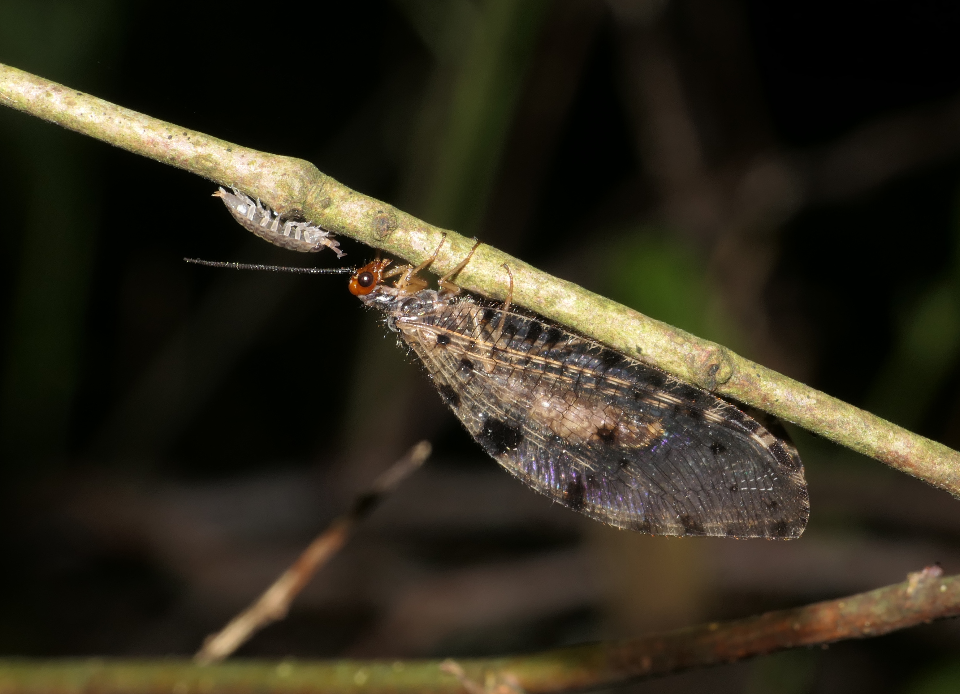 Osmyle - Osmylus fulvicephalus